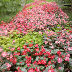 Foto di Luisa Fornasier 